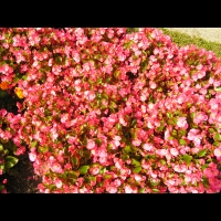 Begonia semperflorens cv Quick Pink (fam. Begoniacees) (1)